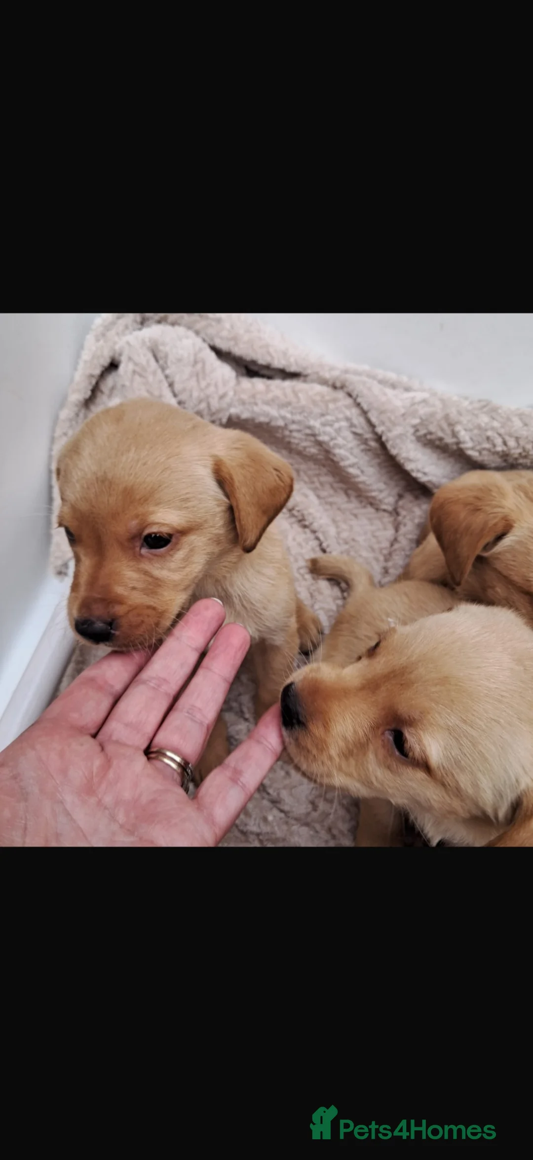 Labrador Retriever dogs for sale: Beautiful Kc DNA clear working line labs  - Advert 15