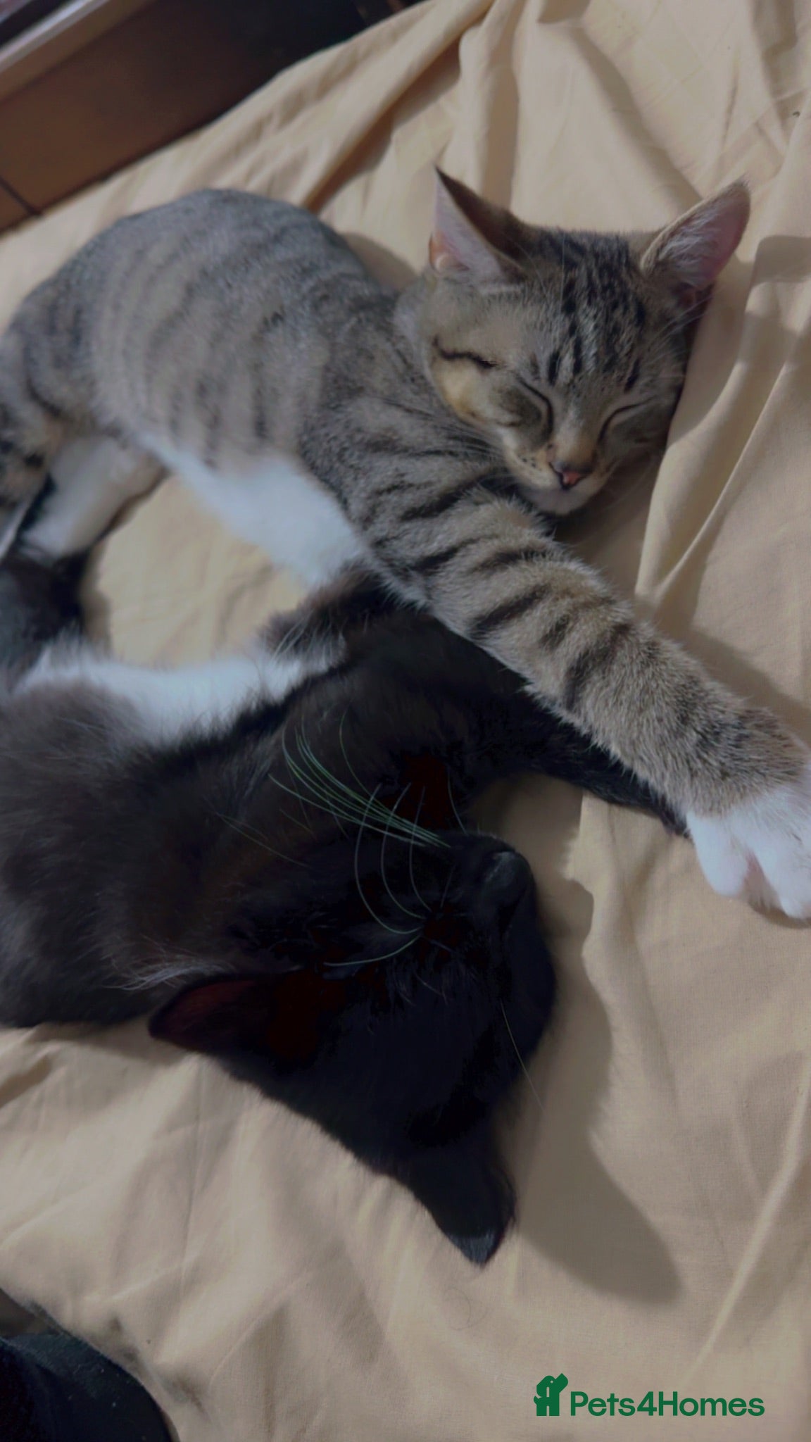 British Longhair cats Pair of 11 months old Tabby and tuxedo - Advert 2