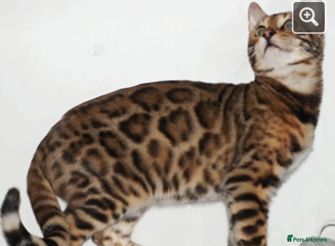 Bengal cats for stud: Reign – TICA Registered Experienced Bengal Stud - Advert 4