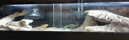 Bearded Dragon reptiles for sale: Bearded Dragon and Complete Vivarium Setup in Yarm - Advert 3