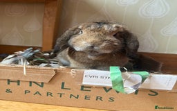 Dwarf Lop rabbits for sale: Rabbit to go to a good home - Image 2
