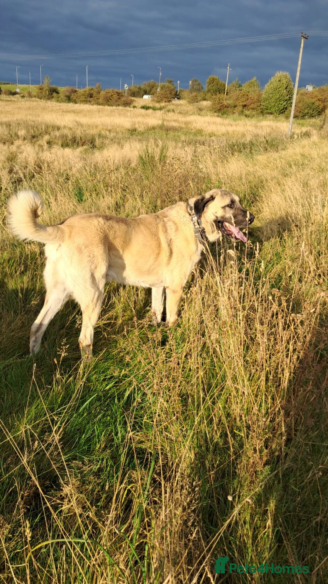 Turkish Kangal dogs for sale: Turkish kangal  - Image 1