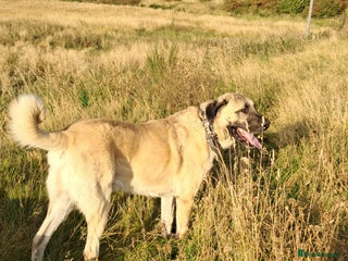 Turkish Kangal dogs Turkish kangal - Advert 1