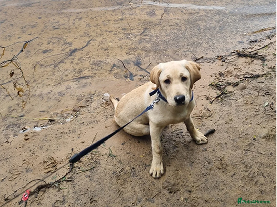 Labrador Retriever dogs for sale: affectionate Labrador retriever girl for sale in Edinburgh - Advert 1