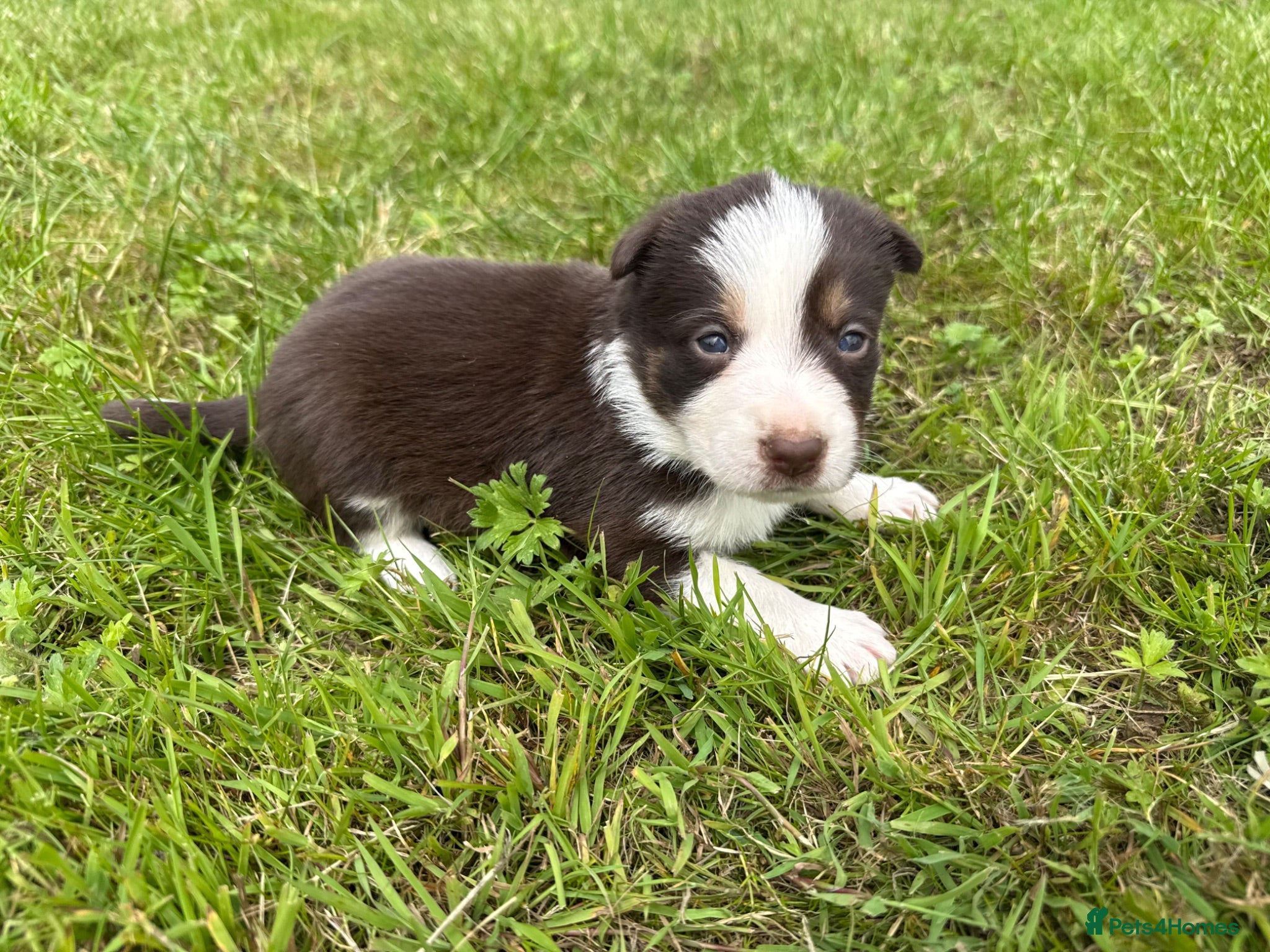 Border Collie dogs Red Tricolour, chocolate &White Border Collie - Advert 1