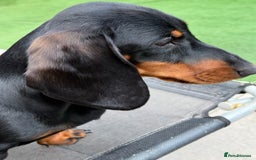 Dachshund dogs for sale: Ruby  - Image 7