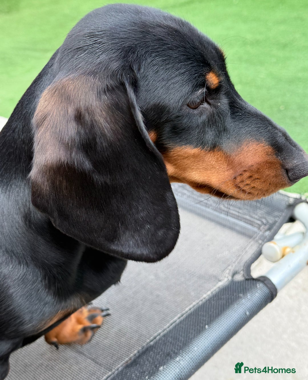 Dachshund dogs for sale: Ruby  - Image 7