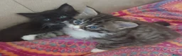 Mixed Breed cats for sale: ❤️Tiny Paws, Big Hearts Ready for Loving Home soon - Advert 10