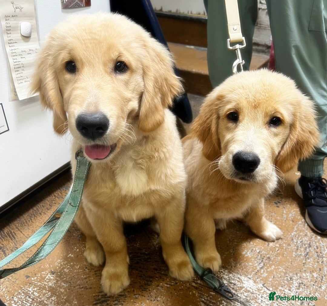 Golden Retriever dogs for sale: * 8 puppies left * - Advert 3