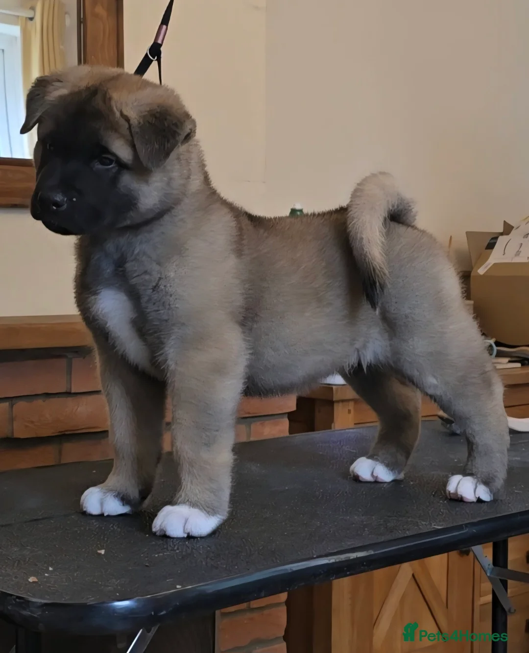 Akita dogs for sale: Beautiful KC registered pups  - Advert 4
