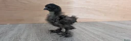 Chickens poultry for sale: Beautiful full breed silkie chickens  - Advert 8