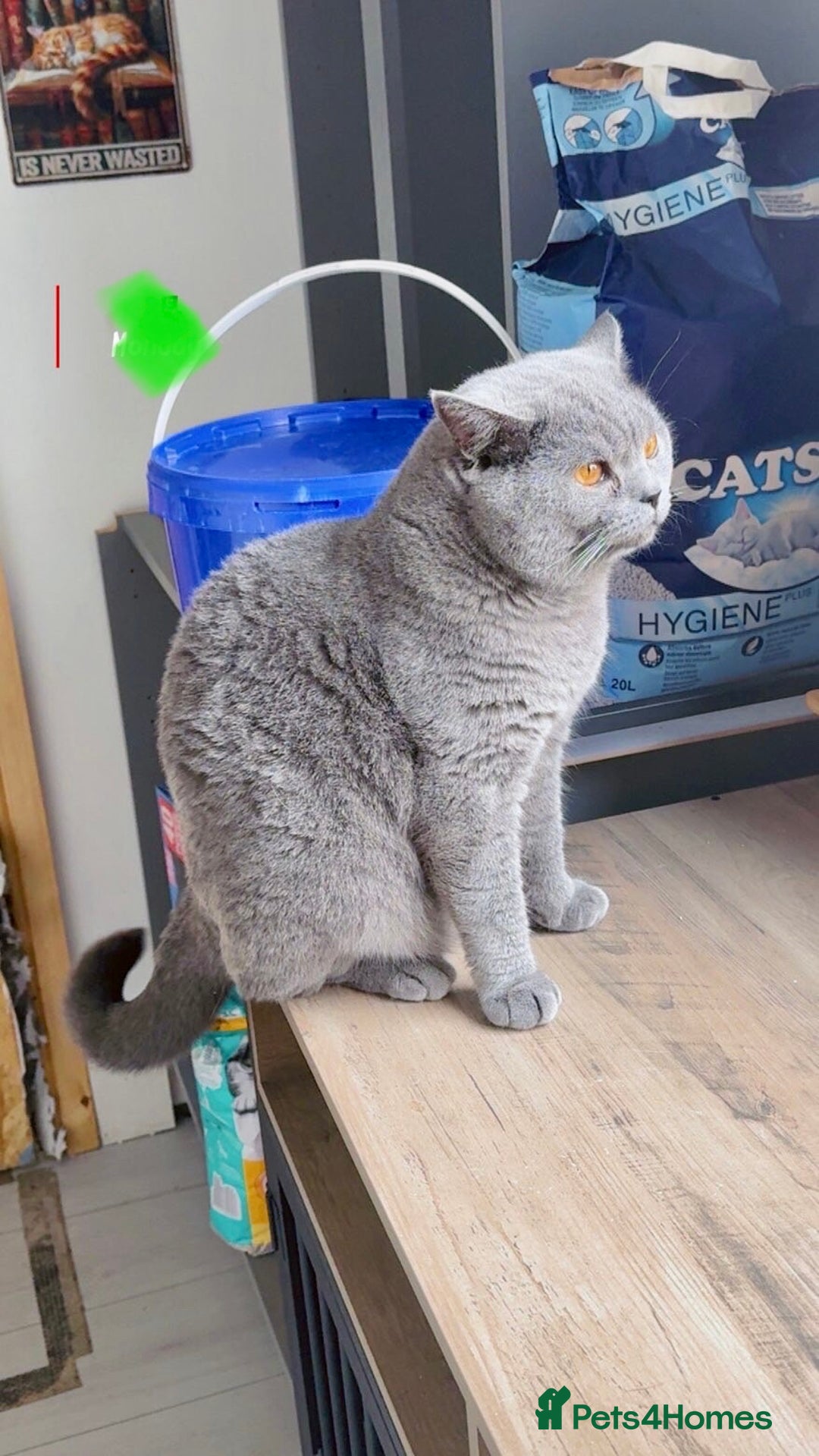 British Shorthair cats for stud: Champion bloodline group type B  - Image 4