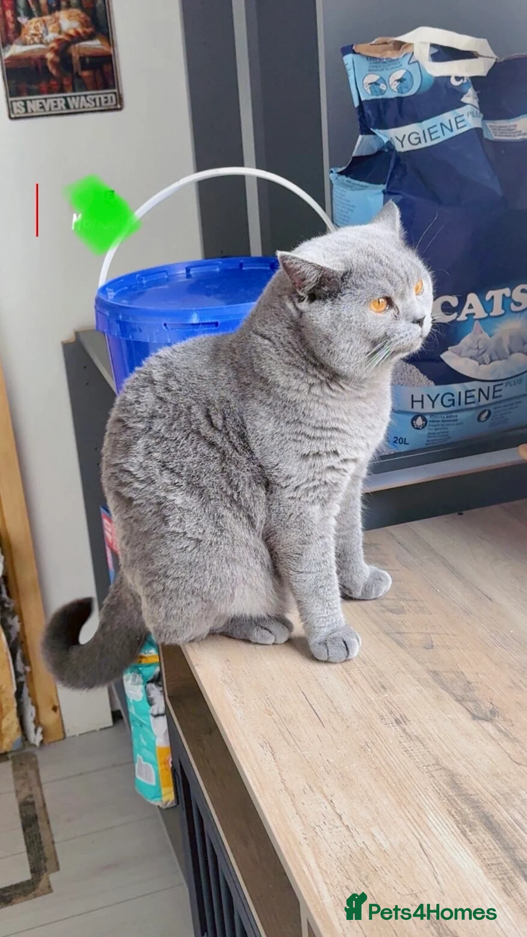 British Shorthair cats for stud: Champion bloodline group type B  - Advert 4