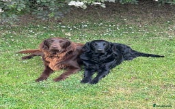 Flat coated Retriever dogs for sale: Flat coated x Golden Retriever puppies - Image 14