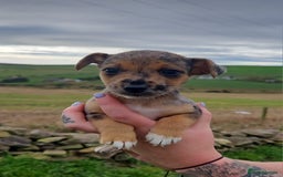 Jack Russell dogs for sale: GORGEOUS JACK RUSSELL PUPPIES  - Image 4