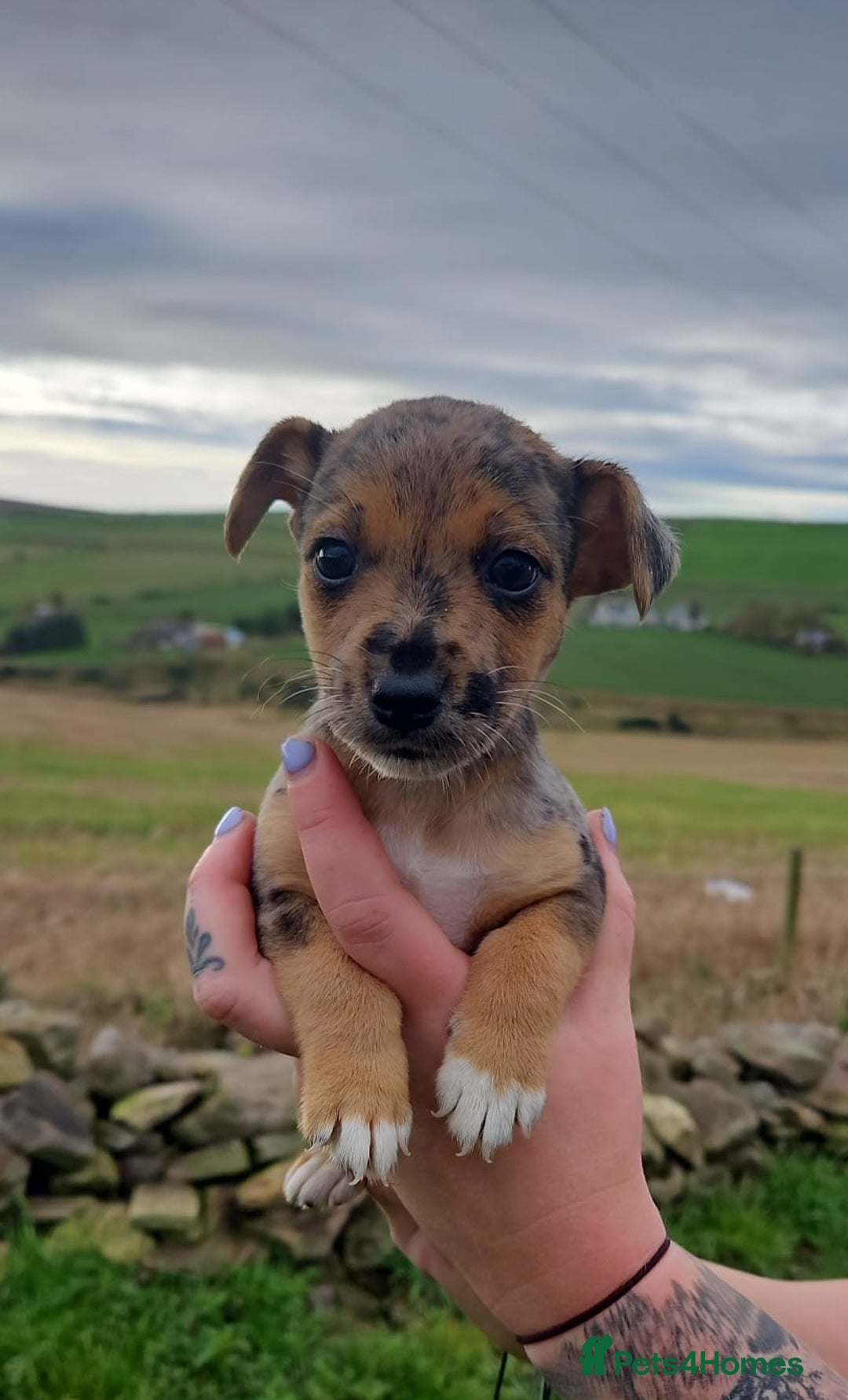 Jack Russell dogs for sale: GORGEOUS JACK RUSSELL PUPPIES  - Image 4