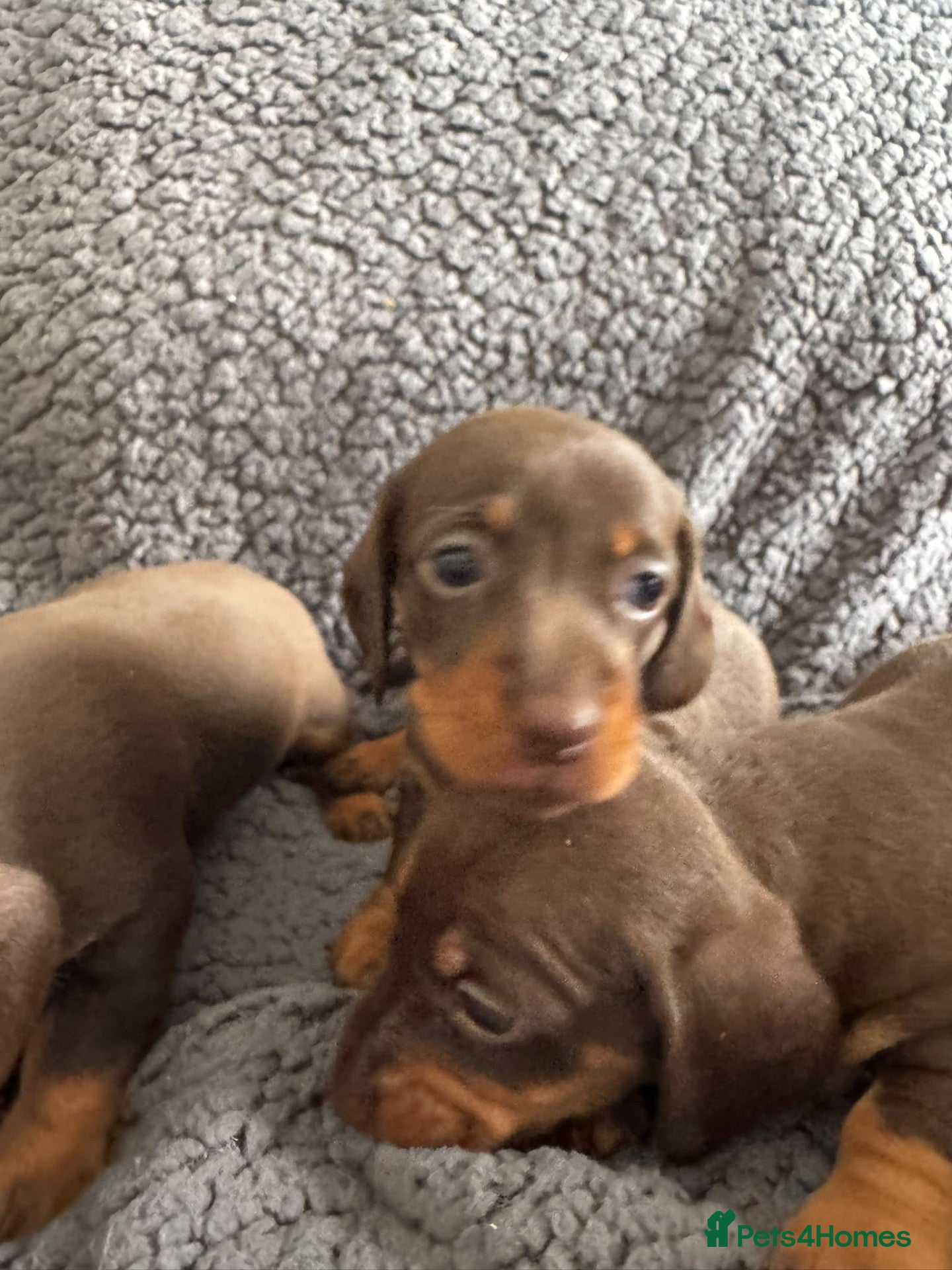 Miniature Dachshund dogs Chocolate and tan miniature dachshunds - Advert 2