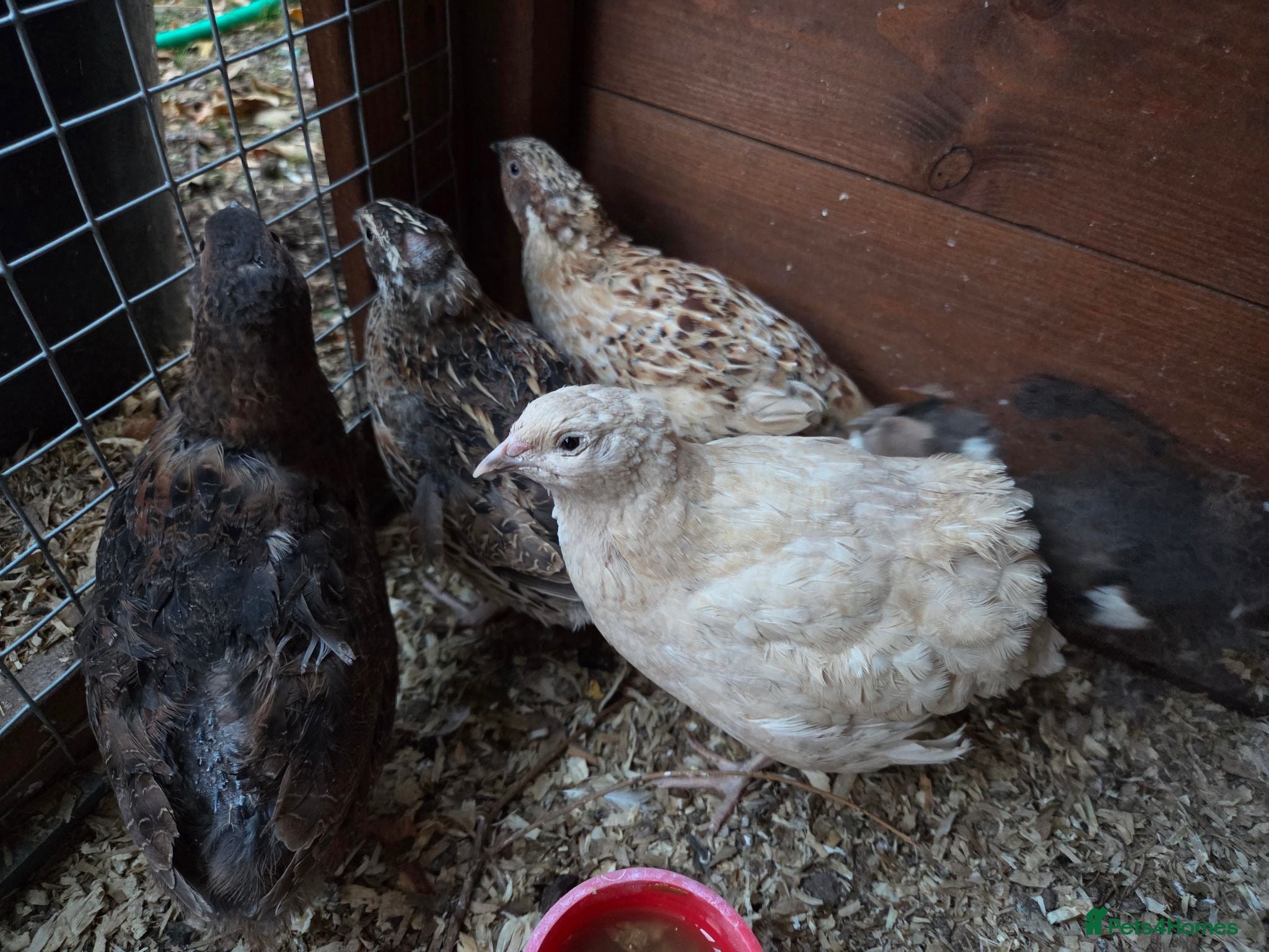 Quail poultry 17 x Coturnix Quail - Advert 2