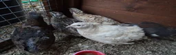 Quail poultry for sale: 17 x Coturnix Quail in Bristol - Advert 1