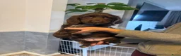 Cocker Spaniel dogs for sale: Beautiful show type cocker spaniel puppies in Worksop - Advert 5