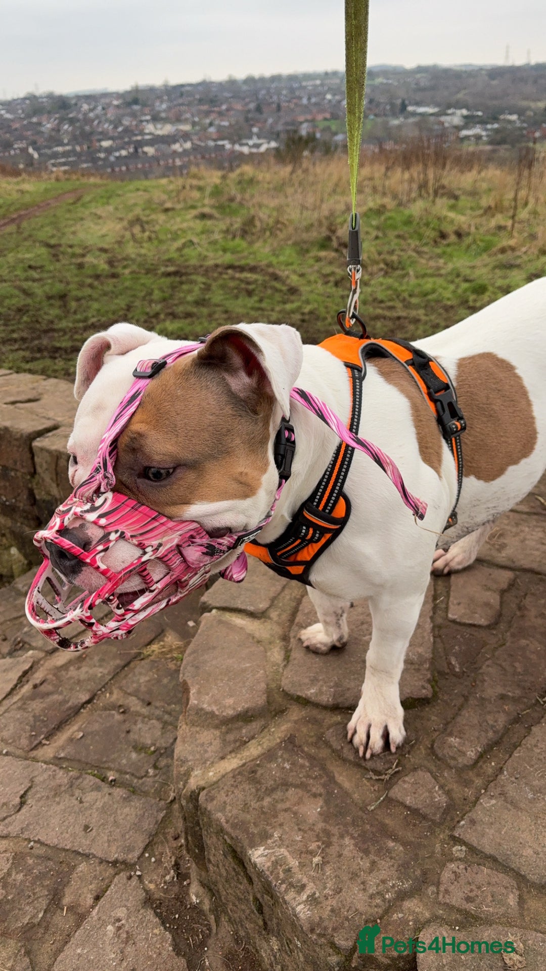 Mixed Breed dogs for sale: Looking to Rehome My Beautiful Girl, Lola - 2 yrs - Image 8