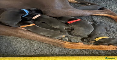 Dobermann dogs in London - Advert 4