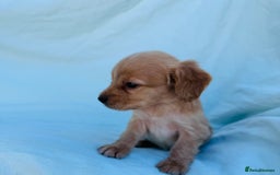 Cocker Spaniel dogs for sale: Beautiful cocker spaniels puppies for sale - Image 24