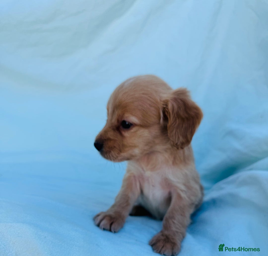 Cocker Spaniel dogs for sale: Beautiful cocker spaniels puppies for sale - Image 24