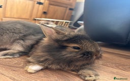 Mini Lion Lop rabbits for sale: 2 stunning babies looking for there forever home  - Image 3
