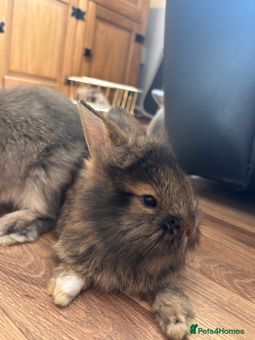Mini Lion Lop rabbits for sale: 2 stunning babies looking for there forever home  - Image 3