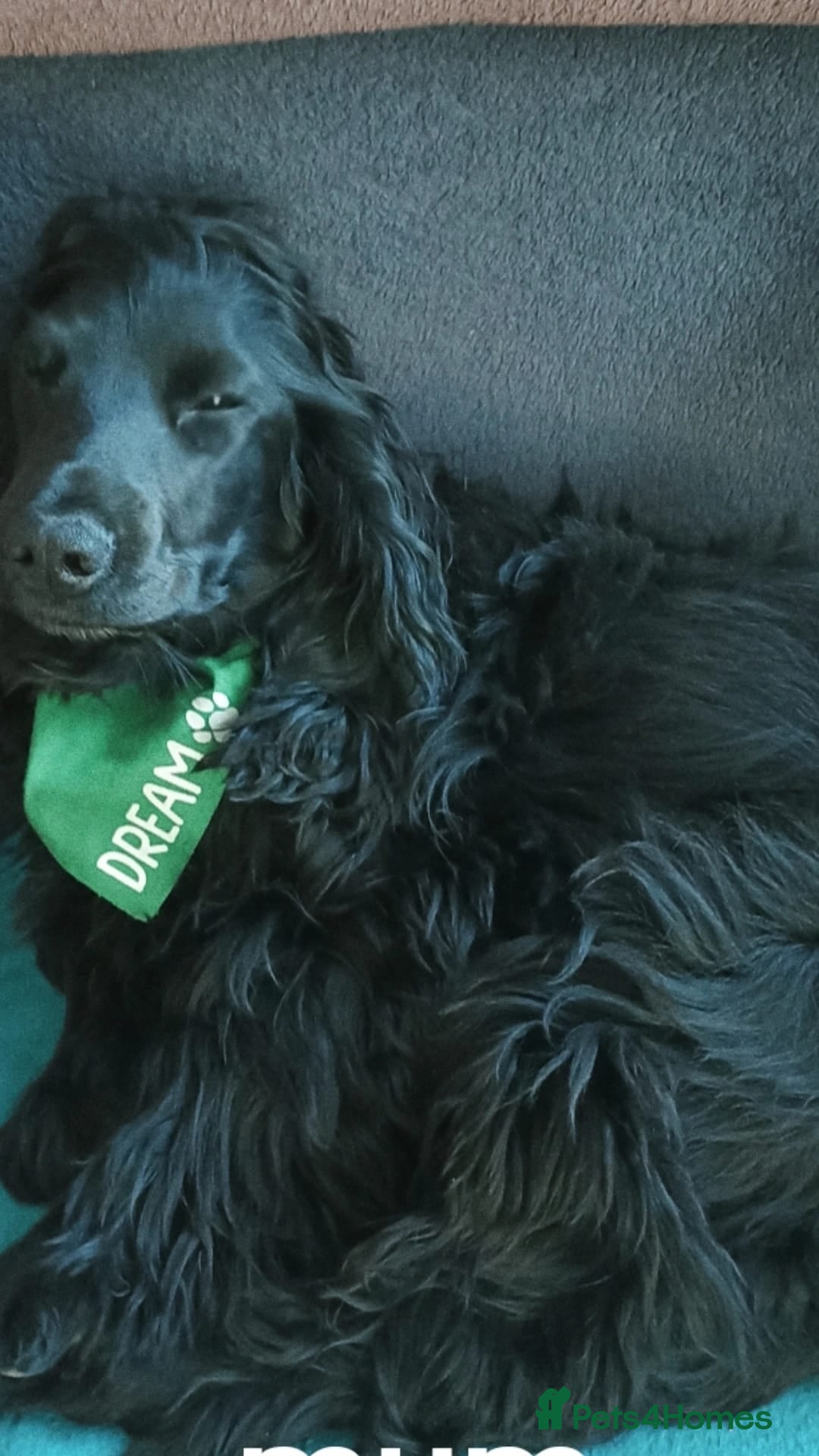 Cocker Spaniel dogs Beautiful Cocker spaniel Puppy  - Advert 16