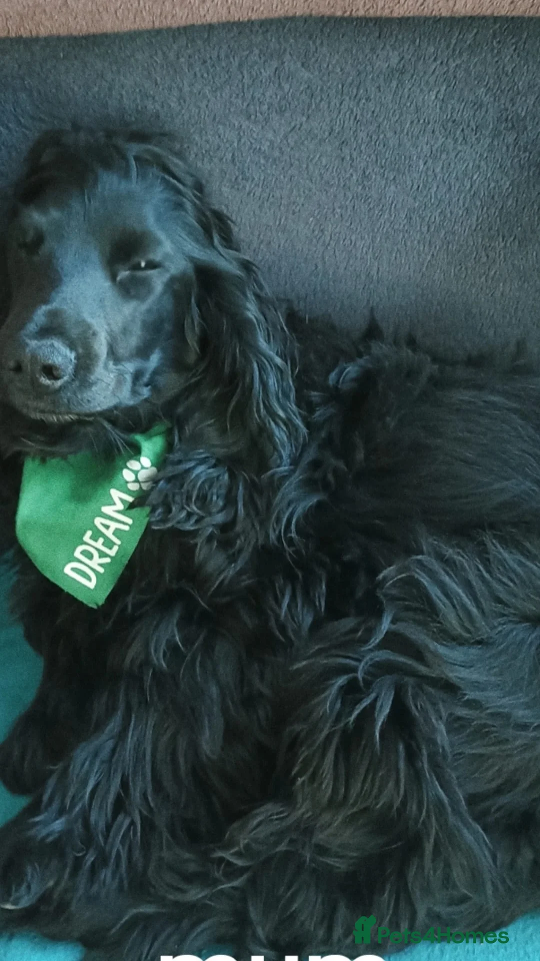 Cocker Spaniel dogs for sale: Sisters sad sale - Advert 2