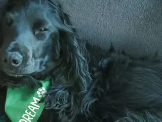 Cocker Spaniel dogs Beautiful Cocker spaniel Puppy - Advert 16