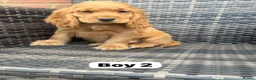 Cocker Spaniel dogs for sale: GoldenSHOW Type Cocker SPANIEL  in Iver - Advert 15