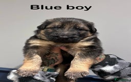 German Shepherd dogs for sale: Beautiful purebred German shepherd puppies - Image 7