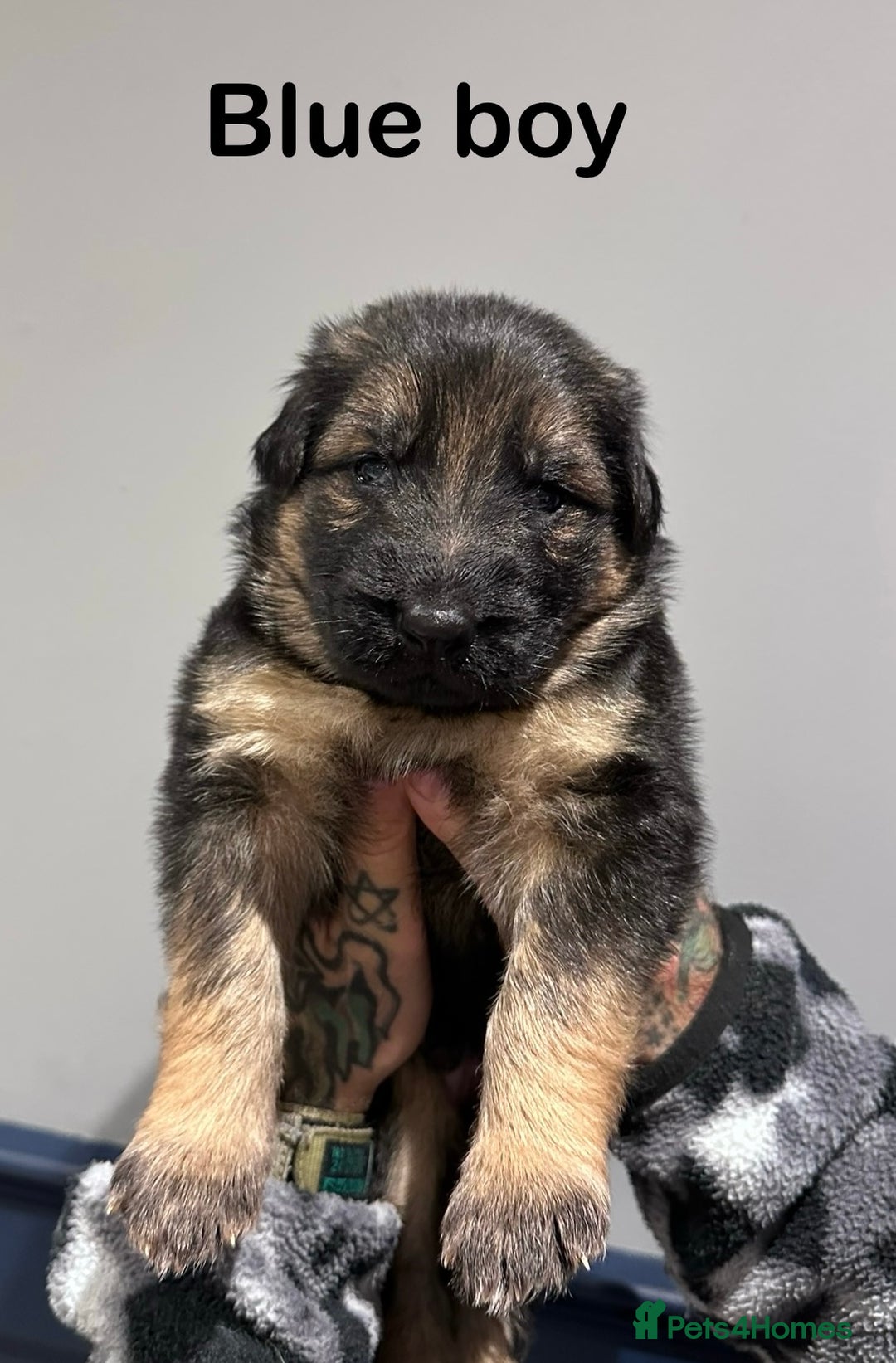 German Shepherd dogs for sale: Beautiful purebred German shepherd puppies - Image 7