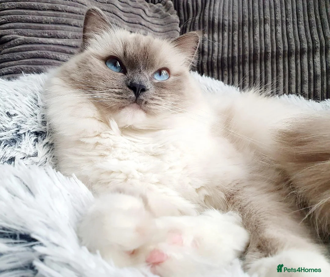 Ragdoll cats for stud: G.Champion✅GCCF/TICA Reg✅FIV/FELV/DNA✅Ragdoll stud in London - Advert 33