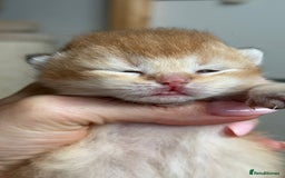 British Shorthair cats for sale: BSH Golden kittens Show quality Ch line  - Image 6