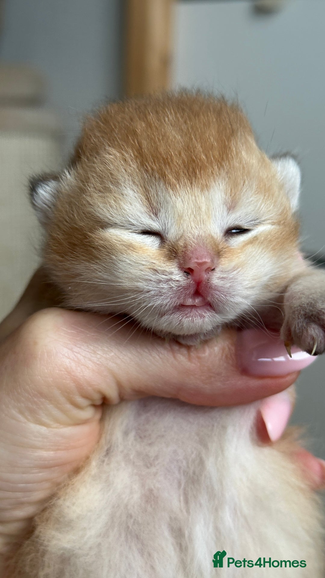 British Shorthair cats for sale: BSH Golden kittens Show quality Ch line  - Image 6