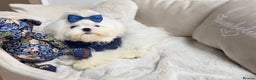 Maltese dogs for sale: Beautiful 6 month old Maltese Puppy Ready Now - Advert 21
