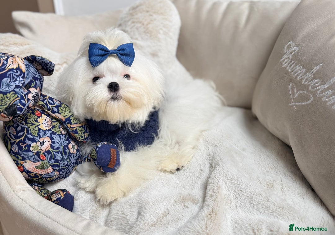 Maltese dogs for sale: Beautiful 6 month old Maltese Puppy Ready Now - Advert 21