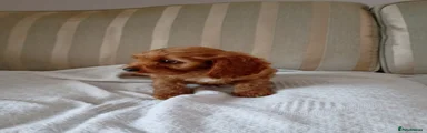 Cavapoo 6