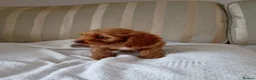 Cavapoo dogs for sale: Cavapoo  in Hull - Advert 7