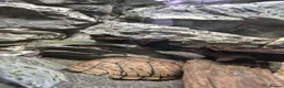 Turtle reptiles for sale: Loggerhead Musk Turtle - Advert 10