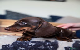 Miniature Dachshund dogs for sale: KC CHOCOLATE MINIATURE DACHSHUNDS -5 STAR LICENSED - Image 6