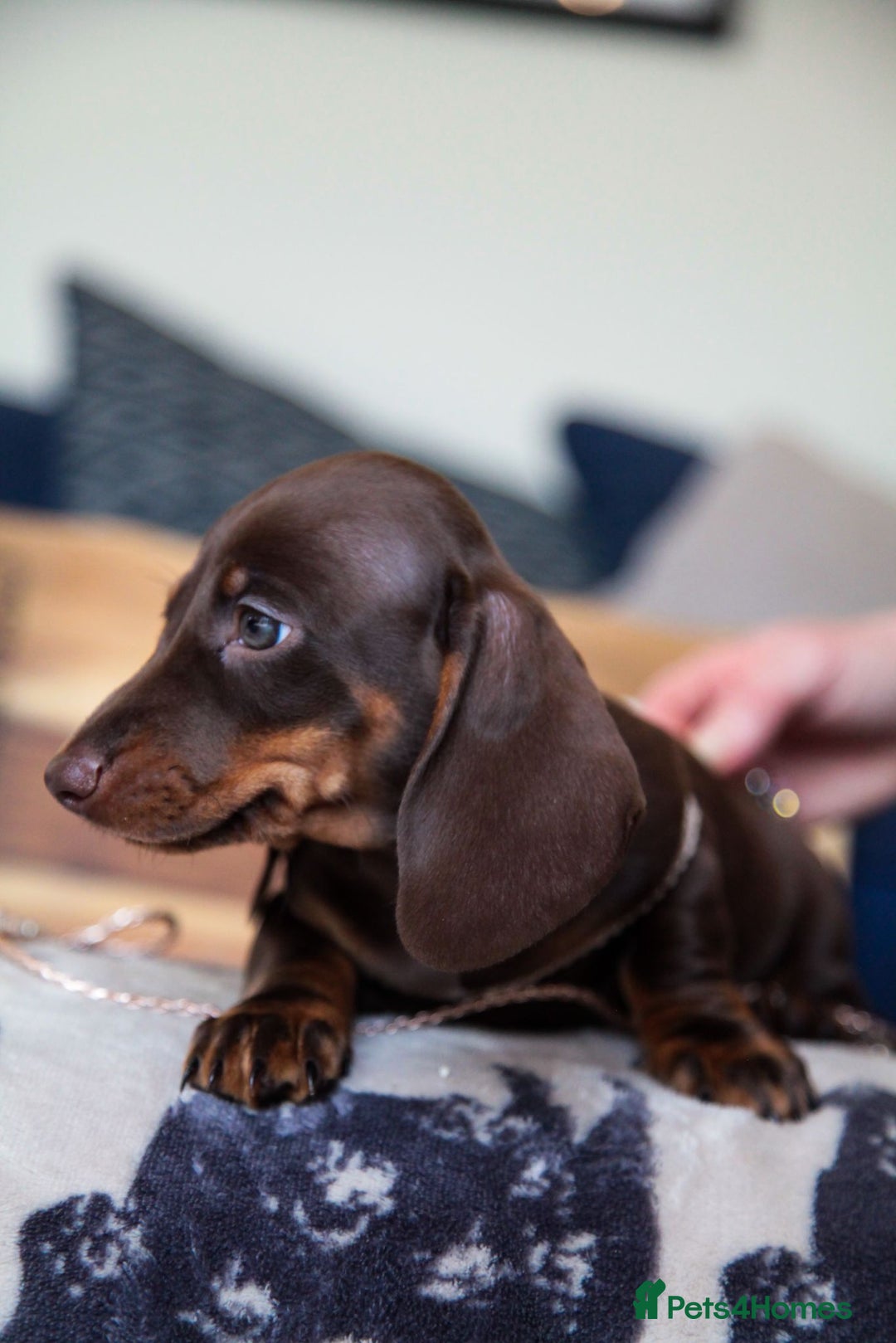 Miniature Dachshund dogs for sale: KC CHOCOLATE MINIATURE DACHSHUNDS -5 STAR LICENSED - Image 6