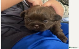 Shih Tzu dogs for sale: Imperial chocolate Shih-Tzu Puppy - Image 3