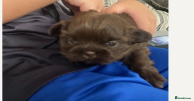 Shih Tzu dogs - Advert 4