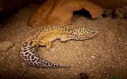 Leopard Gecko reptiles for sale: Leopard Gecko and vivarium - Image 1