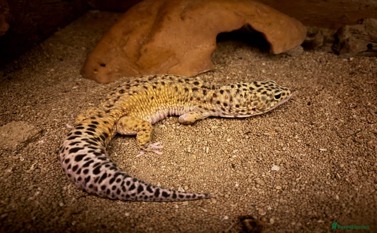 Leopard Gecko reptiles - Advert 2